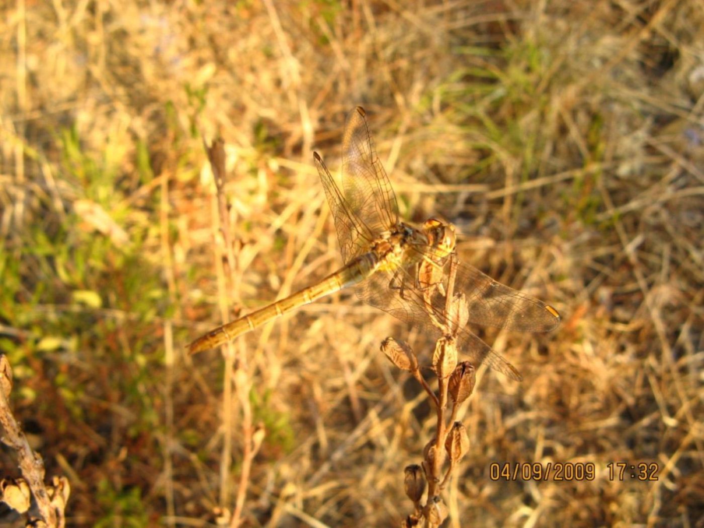 da identificare..please? - Sympetrum meridionale (Femmina)